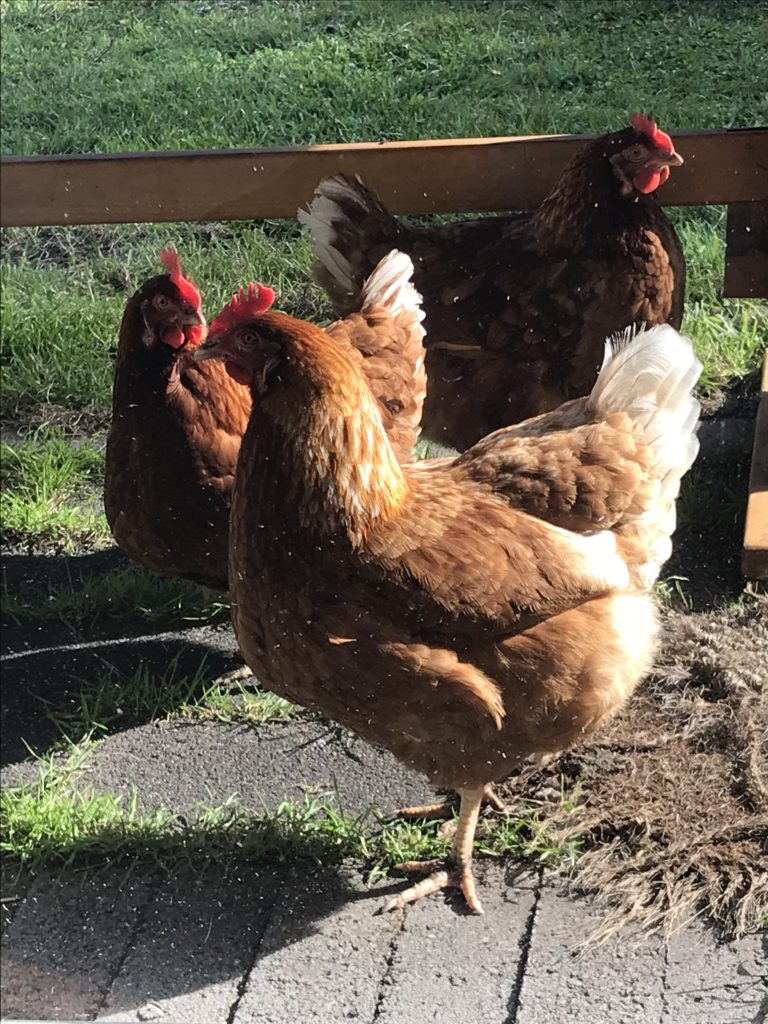 Chickens calmly milling around after a prison break